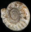 Massive, Wide Ammonite Fossil With Stand #21926-1